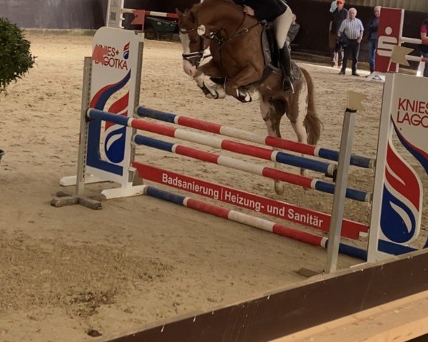 jumper Zippo de Luxe (German Riding Pony, 2019, from Nilantshoeve's Zippo)