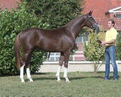 stallion Don Sandrino (Hanoverian, 2012, from De Niro)