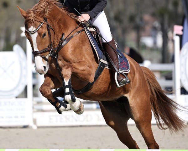 Zuchtstute Madeira CH (Schweizer Warmblut, 2020, von Vigo d'Arsouilles)