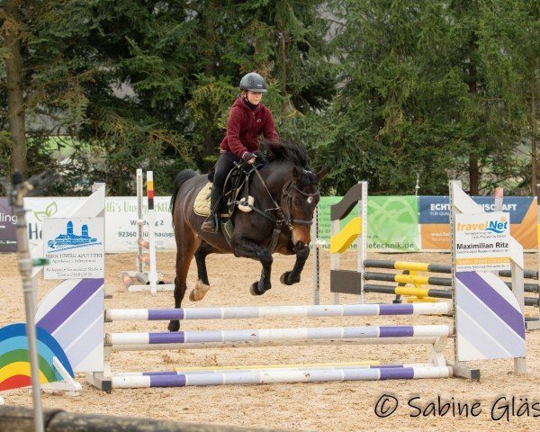 Springpferd Corinna 123 (Deutsches Sportpferd, 2014, von Calibri)