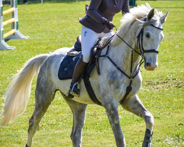 jumper Checker 84 (German Sport Horse, 2019, from Come And Fly)