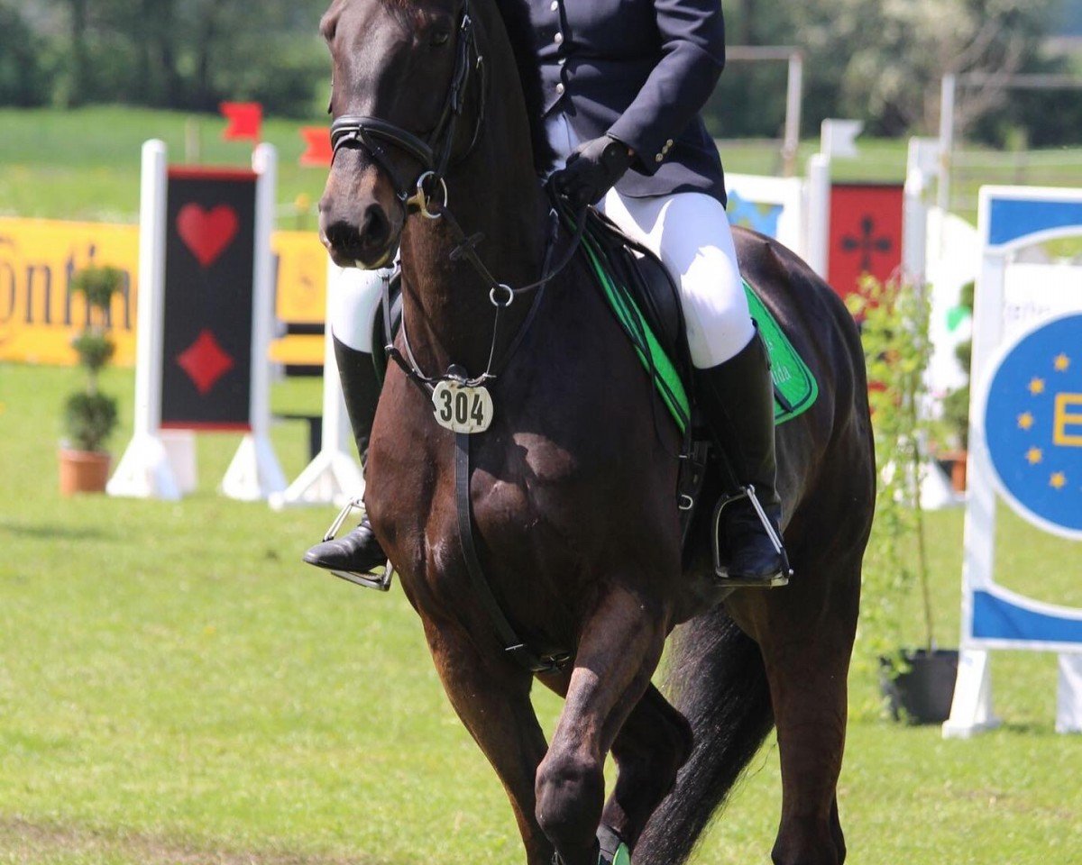 broodmare Zippels Candida (Holsteiner, 2010, from Cosido)