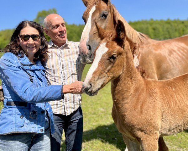 broodmare Caprice (unknown,  , from Chap 47)