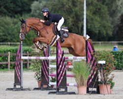 jumper C-Max 5 (Oldenburg show jumper, 2013, from Askari)