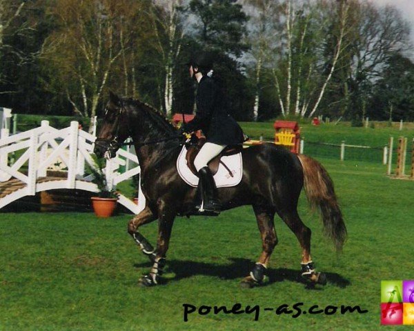 stallion Ben Ibn Fata (French Pony, 1989, from Fata ox)