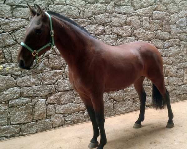 broodmare Amiga (Lusitano, 2005, from Manolete)