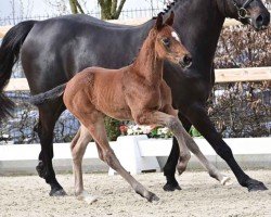 Fohlen von Zarrina du Moulin (Oldenburger Springpferd, 2024, von Zirocco Blue)