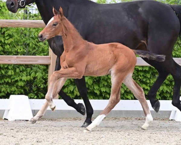 foal by V-Energy (Oldenburg show jumper, 2024, from Verdi)