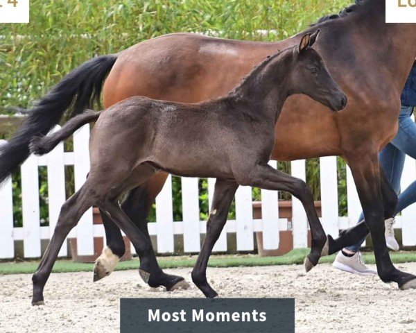 foal by Pferd von Most wanted Ner / V-Plus (Oldenburg, 2024, from Most wanted Nero von Bellin)