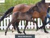 foal by Pferd von Most wanted Ner / V-Plus (Oldenburg, 2024, from Most wanted Nero von Bellin)