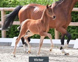 dressage horse Hengst von V-Power / Baron (Oldenburg, 2024, from V-Power)