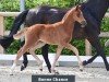 foal by Stute von Bon Courage / Dimaggio (Oldenburg, 2024, from Bon Courage 4)