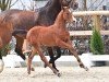 foal by Hengst von Chaccothage Blu / Ogano (Oldenburg show jumper, 2024, from Chaccothage Blue PS)