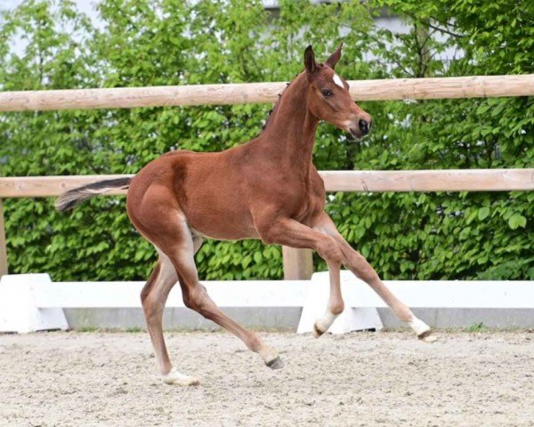 foal by Hengst von Diablue PS / Verdi (Oldenburg show jumper, 2024, from Diablue PS)