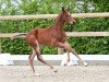 foal by Hengst von Diablue PS / Verdi (Oldenburg show jumper, 2024, from Diablue PS)