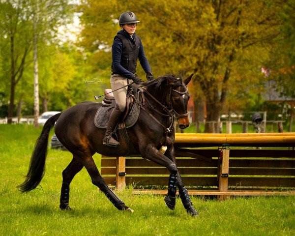 dressage horse Diamita 2 (Hanoverian, 2015, from Dimaggio)