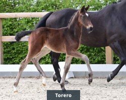 dressage horse Hengst von Total Diamond / Fürst Heinrich (Oldenburg, 2024, from Total Diamond PS)