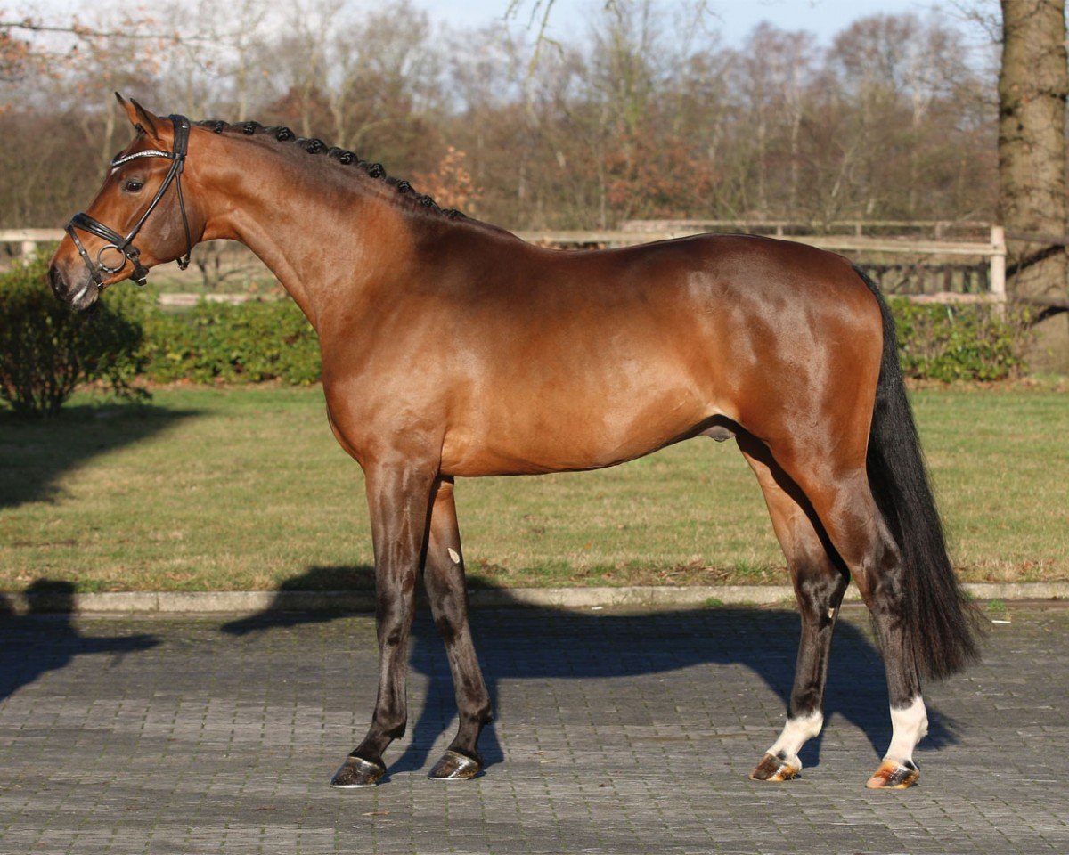 Deckhengst Bon Bolero OLD (Oldenburger, 2020, von Bon Vivaldi NRW)