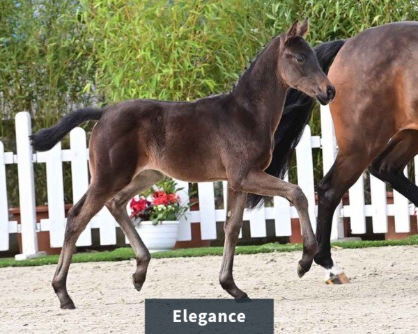 foal by Stute von Extreme U.S. / For Romance I (Oldenburg, 2024, from Extreme U.S.)