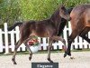 foal by Stute von Extreme U.S. / For Romance I (Oldenburg, 2024, from Extreme U.S.)