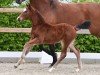 foal by Chester (Oldenburg show jumper, 2024, from Casallco)