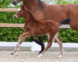 Fohlen Chester (Oldenburger Springpferd, 2024, von Casallco)