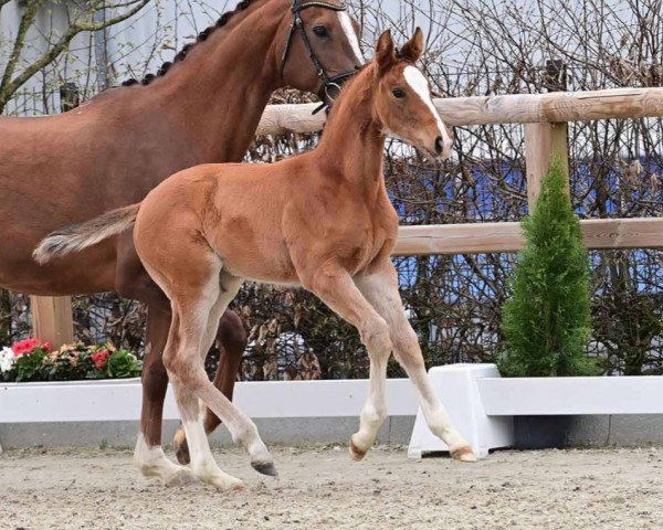 foal by Hengst von Verdi / Lordanos (Oldenburg show jumper, 2024, from Verdi)