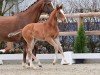 foal by Hengst von Verdi / Lordanos (Oldenburg show jumper, 2024, from Verdi)