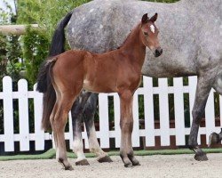 foal by Kalle Cool (Oldenburg show jumper, 2024, from Karajan)