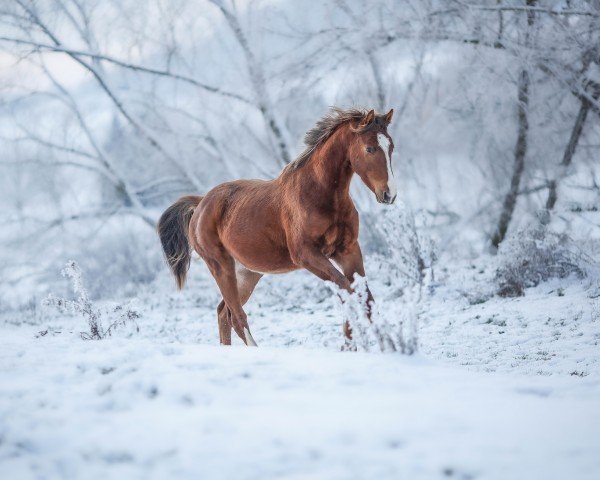 jumper Niedlicher Norbert (Trakehner, 2022, from Phlox)