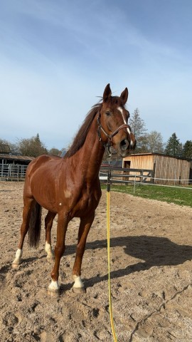 jumper Cayman BS (Holsteiner, 2017, from Catch)