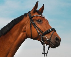 dressage horse Géleva (KWPN (Royal Dutch Sporthorse), 2011, from Sandreo)