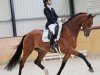 dressage horse Flavio de Fontaine (Oldenburg, 2018, from Franklin)