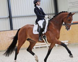 dressage horse Flavio de Fontaine (Oldenburg, 2018, from Franklin)