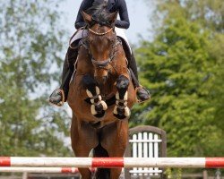 stallion Diamantde III (Oldenburg show jumper, 2017, from Diarado)