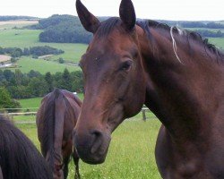 broodmare Classic Dream (Holsteiner, 1991, from Coriolan)