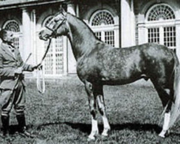 stallion Silfire ox (Arabian thoroughbred, 1932, from Nureddin II 1911 ox)