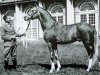 stallion Silfire ox (Arabian thoroughbred, 1932, from Nureddin II 1911 ox)