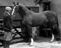 stallion Galmont xx (Thoroughbred, 1957, from Damremont xx)