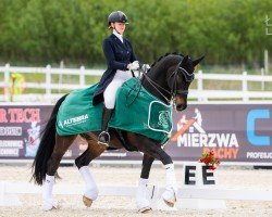 dressage horse Sempre Meo (Hanoverian, 2008, from St. Moritz)