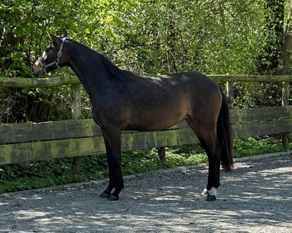 dressage horse Merci Cherie (Westphalian, 2022, from Morricone)