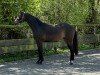 Dressurpferd Merci Cherie (Westfale, 2022, von Morricone)