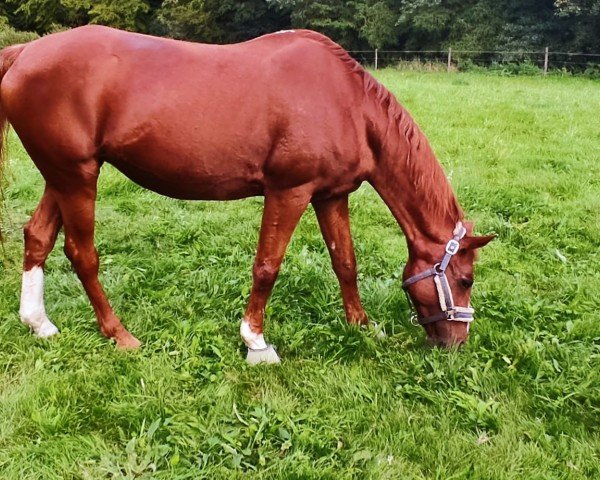 dressage horse Once Again 2 (German Riding Pony, 1999, from Ombre)