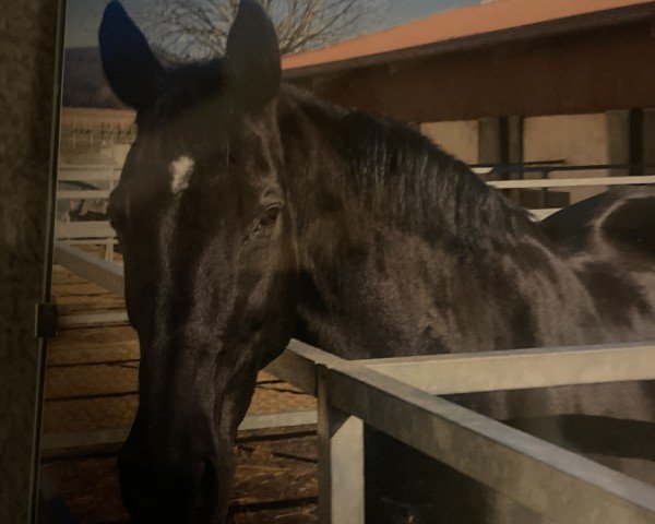 Pferd Dream Time (Zweibrücker, 1996, von Dream of Glory)