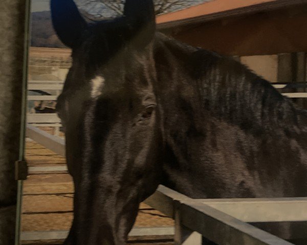 dressage horse Dream Lady 5 (Zweibrücken, 1995, from Dream of Glory)