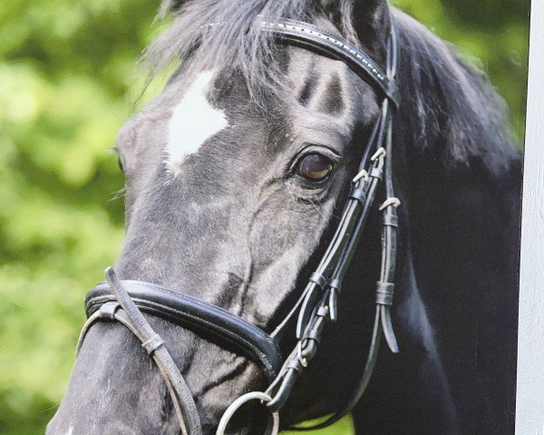 Pferd Larissa 338 (Hessisches Warmblut, 1987, von Luxus)