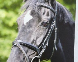 Pferd Larissa 338 (Hessisches Warmblut, 1987, von Luxus)