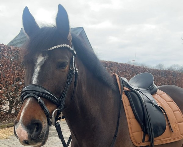 dressage horse Joly's Number One (New Forest Pony, 2016, from Dusty)