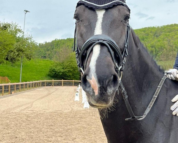 dressage horse Elandro (KWPN (Royal Dutch Sporthorse), 2009, from Tolan R)