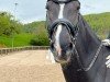 dressage horse Elandro (KWPN (Royal Dutch Sporthorse), 2009, from Tolan R)